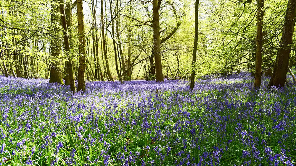 The Carbon Footprint of a Funeral: How Small Choices Can Make a Big Difference