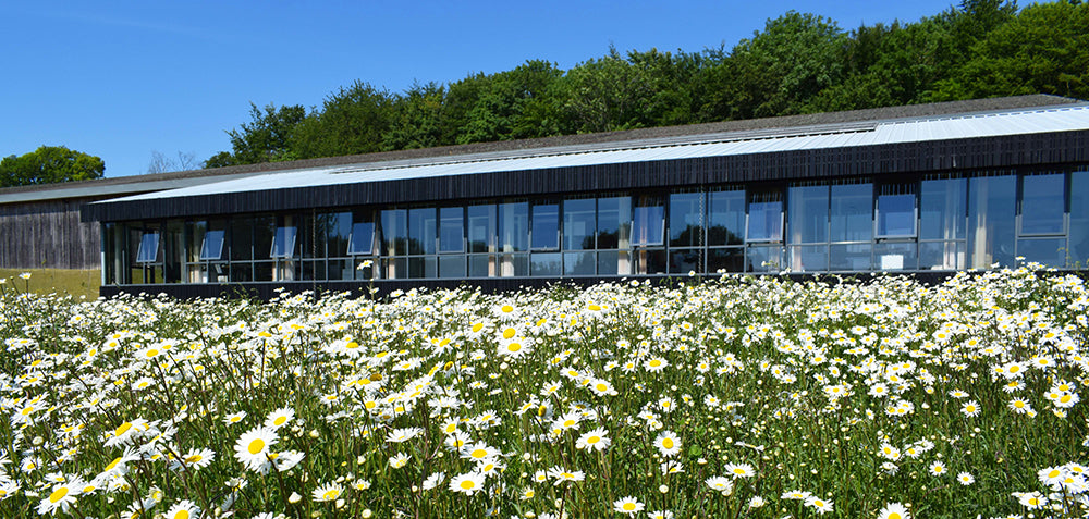 Beyond the Eco Friendly Coffin - Ecoffins