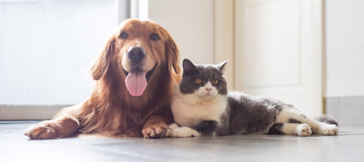 Pet Caskets