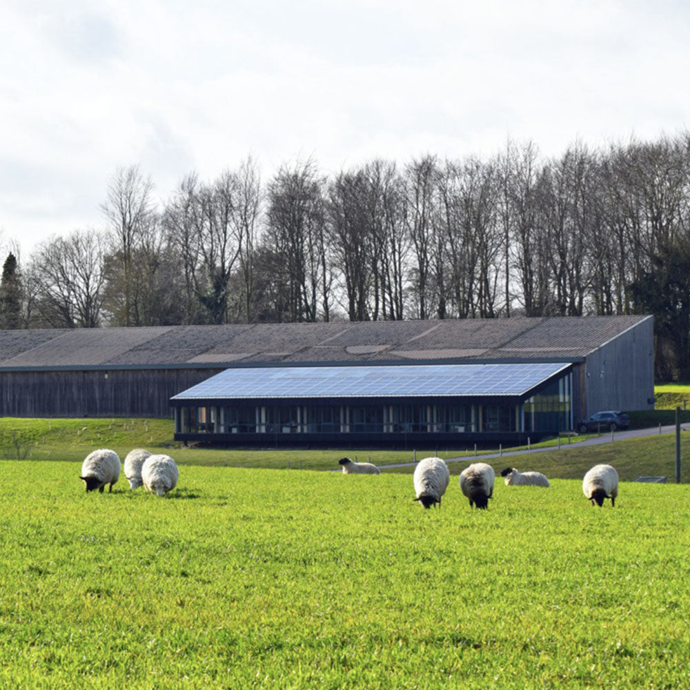 Ecoffins Building with sheep