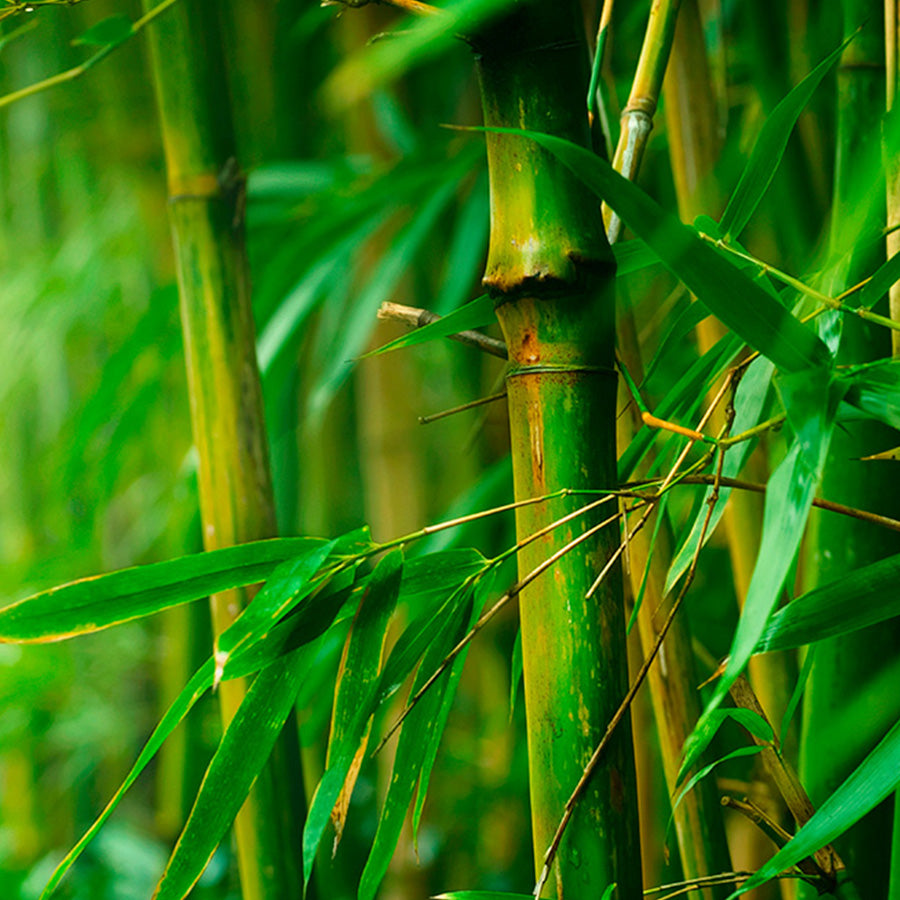 materials-bamboo